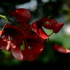 南洋の桜…