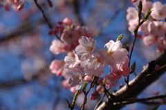 春山の桜色…