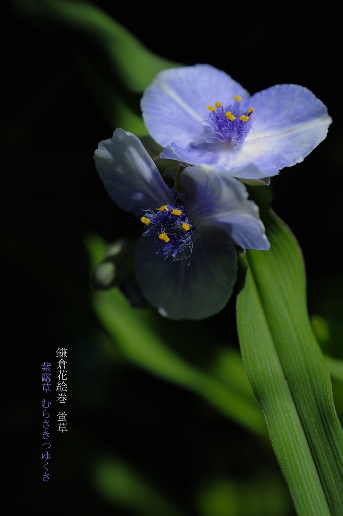 鎌倉花絵巻…蛍草