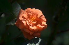 *薔薇*
