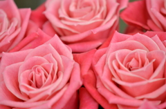 *ピンクの薔薇の花束*
