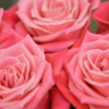*ピンクの薔薇の花束*