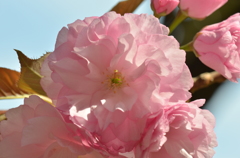*八重桜*