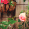 *最後のrose*