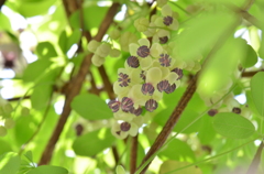 シロバナアケビ *白花木通*