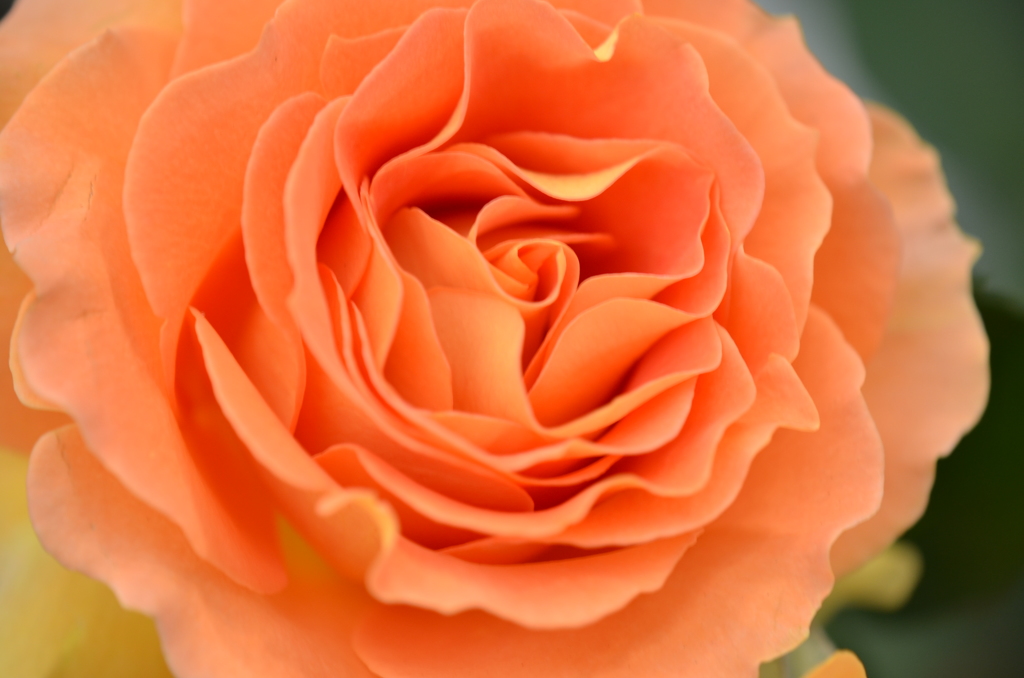 *オレンジの薔薇*