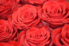 *赤い薔薇の花束*
