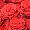 *赤い薔薇の花束*