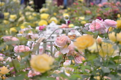 *薔薇いっぱい*