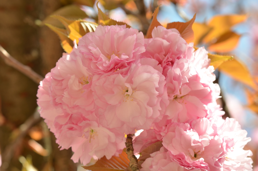 *八重桜*ブーケみたい♪