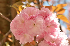 *八重桜*ブーケみたい♪
