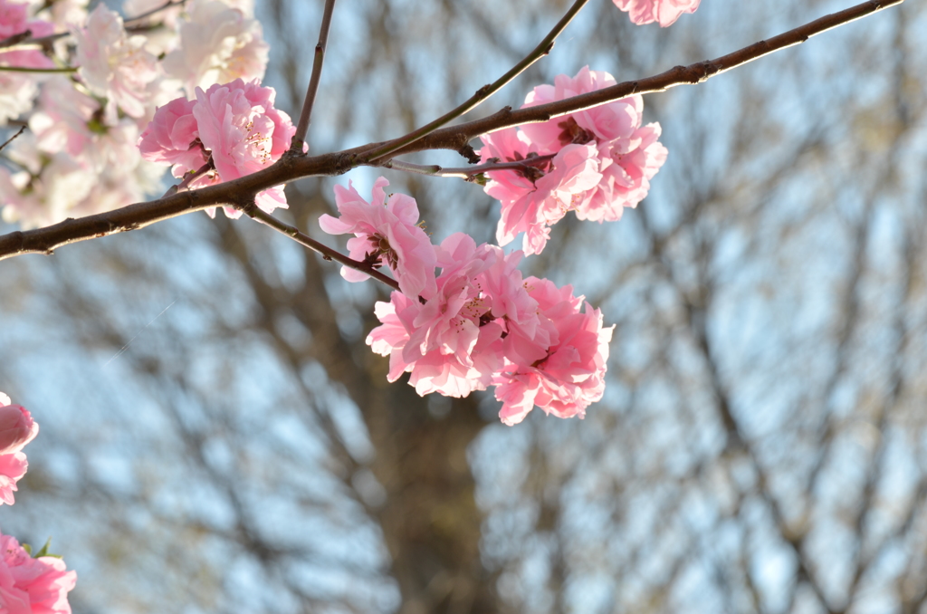 八重桜