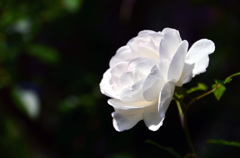 *white rose*