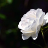 *white rose*