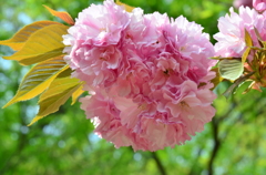 *八重桜満開*