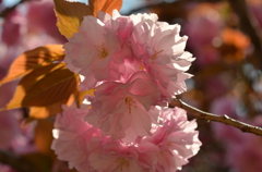 *八重桜*