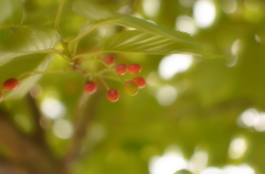 *桜が散った後は･･･*