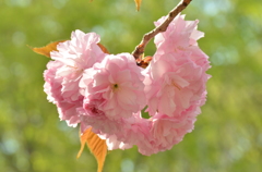 *八重桜*まだまだ咲くよ♪