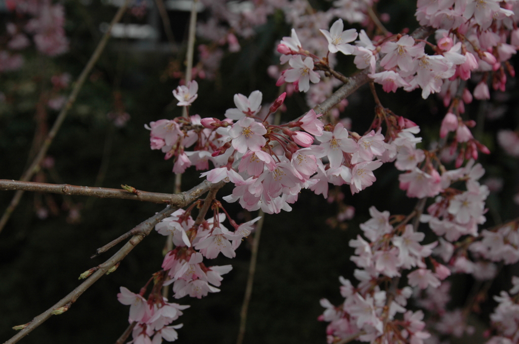 20140402_金剛寺のしだれ桜1