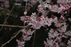 20140402_金剛寺のしだれ桜1