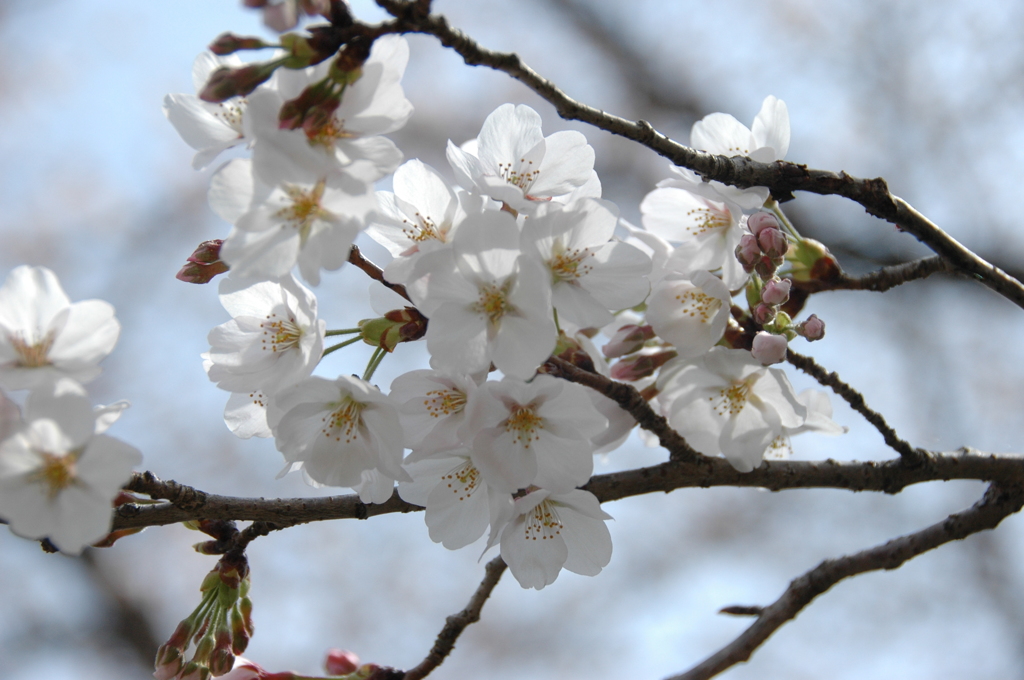 20140402_平井川と桜2