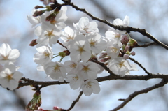20140402_平井川と桜2