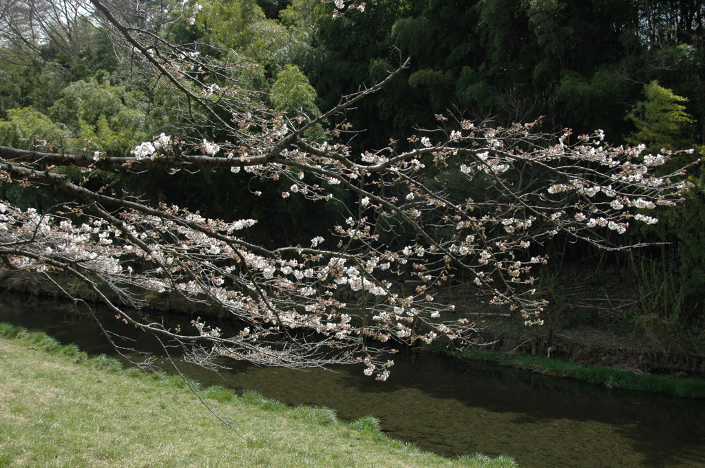20140402_平井川と桜1