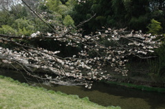 20140402_平井川と桜1