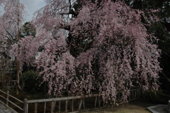 20140402_金剛寺のしだれ桜2