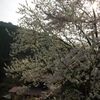 20140416_満開の樹1