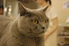 遠くみるヌコ