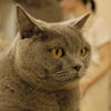 遠くみるヌコ