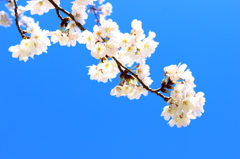 さくらと青空