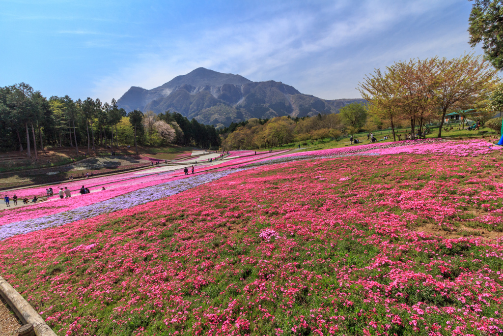 羊山公園の芝桜