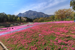羊山公園の芝桜
