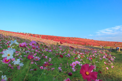 空、草木、花