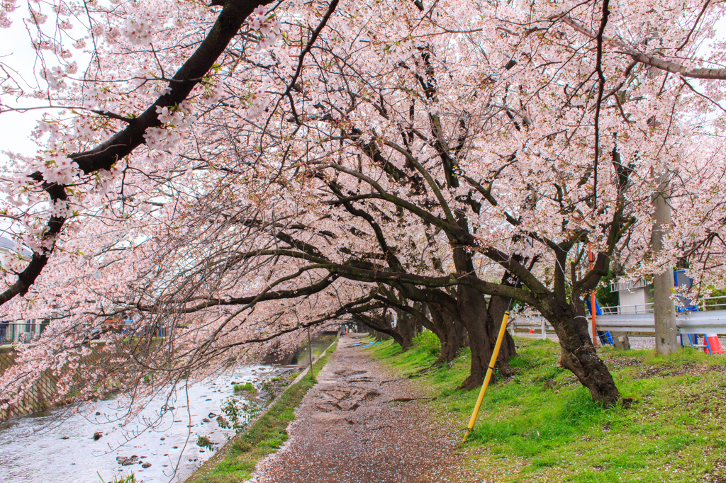 高座渋谷千本桜