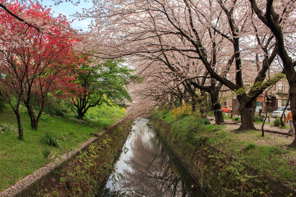 桜