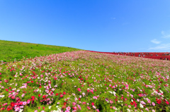 空、草木、花