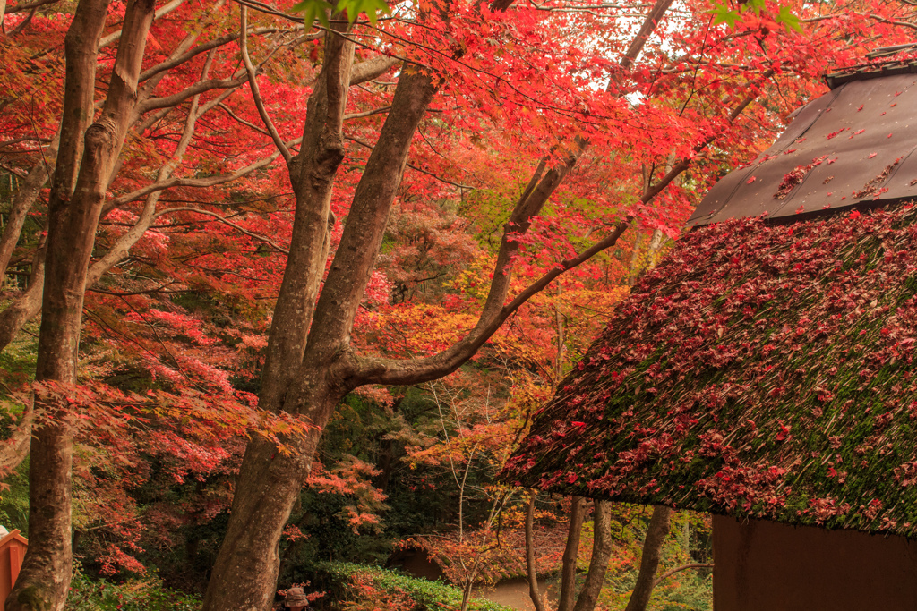 教林坊の紅葉