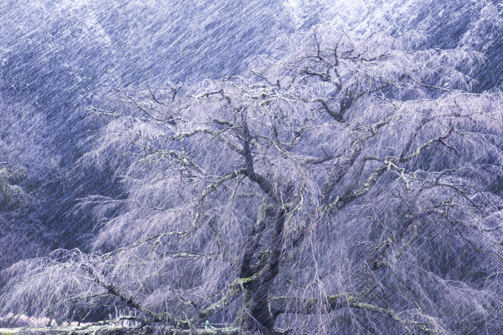 雪桜