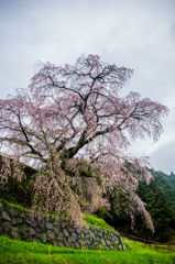 雨の又兵衛桜