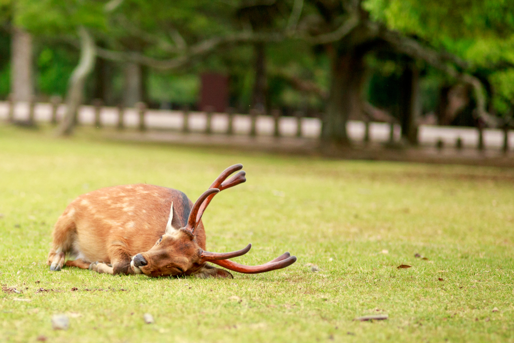 シカダンゴ