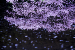 諸木野の桜