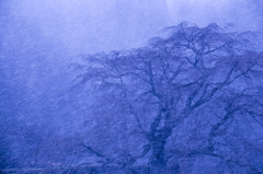 雪、桜、深く