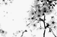 モノクロ桜