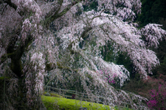 又兵衛桜3