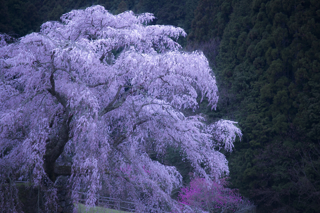 又兵衛桜2