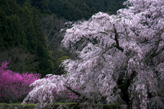 又兵衛桜