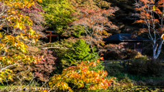 埋もれる鳥居